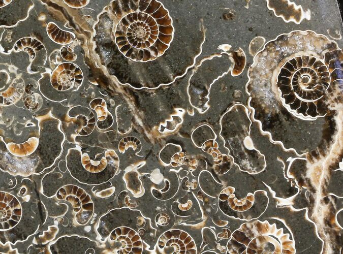Polished Ammonite Fossil - Marston Magna Marble - Free Standing #42217
